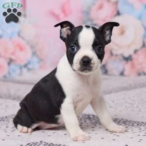 Hyacinth, Boston Terrier Puppy